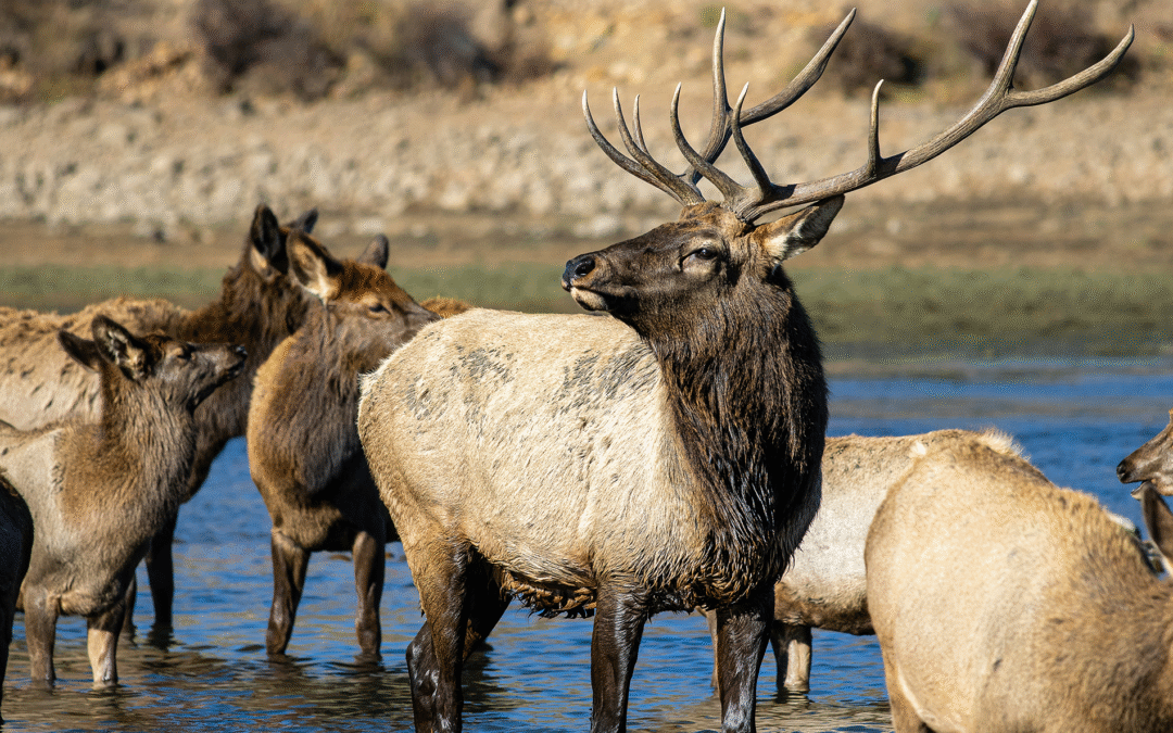 Elk Season in Estes Park: Safety Tips and Sweet Treats
